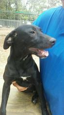 Labrador Retriever Dogs for adoption in Brookhaven, MS, USA