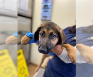 German Shepherd Dog Dogs for adoption in Chula Vista, CA, USA