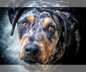 Catahoula Leopard Dog Dogs for adoption in Leesburg, FL, USA