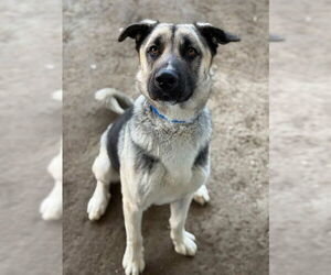 German Shepherd Dog Dogs for adoption in Riverside, CA, USA