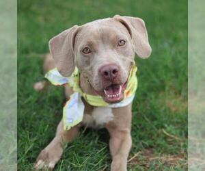 Unknown-Weimaraner Mix Dogs for adoption in San Antonio, TX, USA