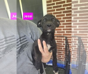 Labrador Retriever-Unknown Mix Dogs for adoption in Sterling, MA, USA