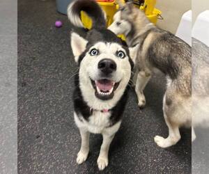 Siberian Husky Dogs for adoption in Carrollton, TX, USA
