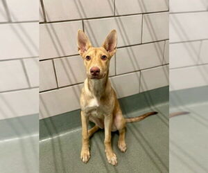 Huskies -Labrador Retriever Mix Dogs for adoption in Baytown, TX, USA