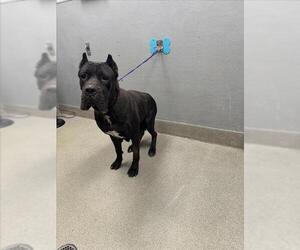 Mutt Dogs for adoption in Las Vegas, NV, USA