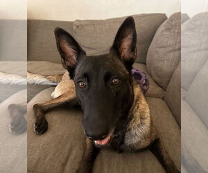 Mutt Dogs for adoption in Stevens Point, WI, USA