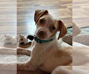 Chihuahua-Unknown Mix Dogs for adoption in Westwood, NJ, USA