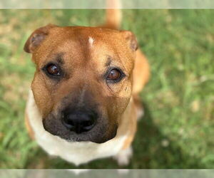 American Pit Bull Terrier-Unknown Mix Dogs for adoption in Tulsa, OK, USA