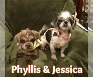 Shih Tzu Dogs for adoption in Texarkana, TX, USA