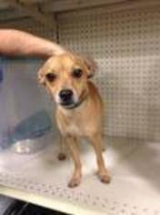 Chihuahua-Unknown Mix Dogs for adoption in Baton Rouge, LA, USA
