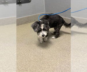 Shih Tzu-Unknown Mix Dogs for adoption in Las Vegas, NV, USA