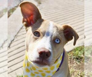 American Bulldog-Unknown Mix Dogs for adoption in San Antonio, TX, USA