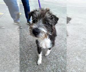 Cairn Terrier-Unknown Mix Dogs for adoption in Missouri City, TX, USA