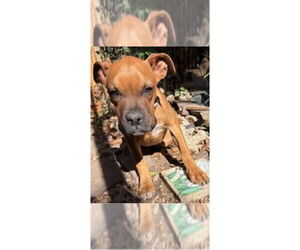 Boxer Dogs for adoption in Austin, TX, USA
