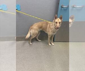 Labrador Retriever-Unknown Mix Dogs for adoption in Las Vegas, NV, USA