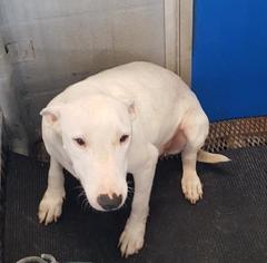 Bull Terrier Dogs for adoption in Pleasanton, TX, USA