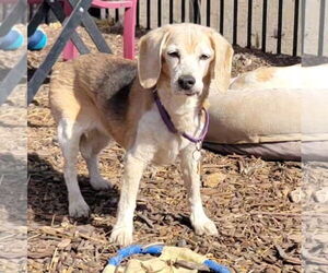 Beagle Dogs for adoption in Las Vegas, NV, USA