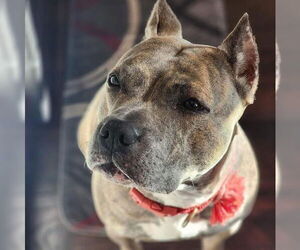 American Staffordshire Terrier-Unknown Mix Dogs for adoption in Wenonah, NJ, USA