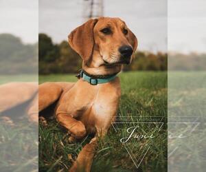 Redbone Coonhound Dogs for adoption in Newport, KY, USA