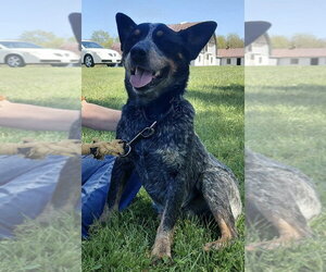 Mutt Dogs for adoption in Rustburg, VA, USA