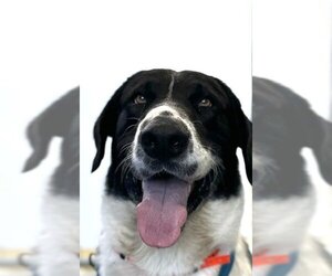 Border Collie-Great Dane Mix Dogs for adoption in Visalia, CA, USA