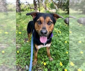 Rottweiler-Unknown Mix Dogs for adoption in Chula Vista, CA, USA