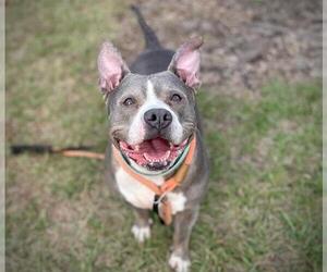 American Pit Bull Terrier-Unknown Mix Dogs for adoption in Tavares, FL, USA