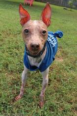 Medium Photo #1 American Hairless Terrier Puppy For Sale in Greenville, SC, USA
