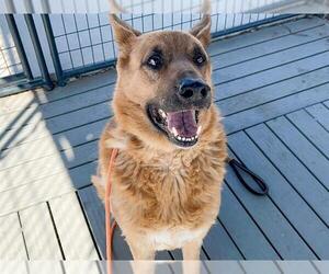 German Shepherd Dog Dogs for adoption in Orange, CA, USA