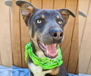 Sheprador Dogs for adoption in Mt. Laurel, NJ, USA