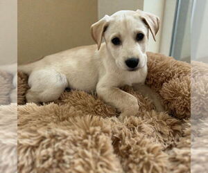 Labrador Retriever Dogs for adoption in Menifee, CA, USA