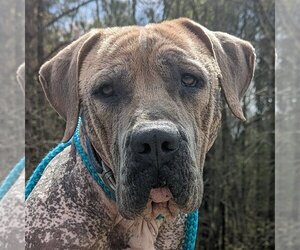 Boxer-Mastiff Mix Dogs for adoption in McCormick, SC, USA