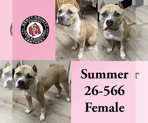 American Pit Bull Terrier Dogs for adoption in Georgetown, KY, USA