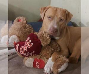 American Staffordshire Terrier-Unknown Mix Dogs for adoption in Fort Lauderdale, FL, USA