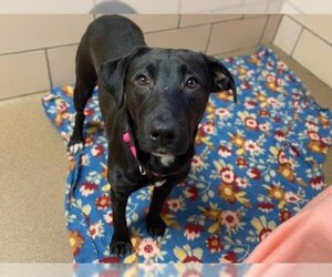 Labrador Retriever-Unknown Mix Dogs for adoption in Fort Wayne, IN, USA