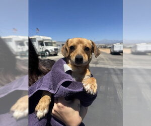 Chihuahua Dogs for adoption in San Bernardino, CA, USA