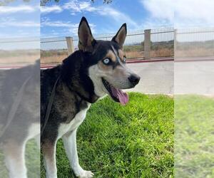 German Shepherd Dog-Unknown Mix Dogs for adoption in Riverside, CA, USA