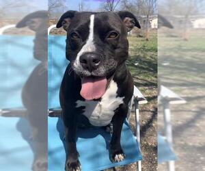 American Bulldog-Unknown Mix Dogs for adoption in San Antonio, TX, USA