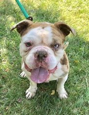 Bulldog Dogs for adoption in Mooresville, NC, USA