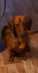 Dachshund Dogs for adoption in Weatherford, TX, USA