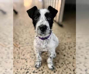 Mutt Dogs for adoption in Waterford, VA, USA