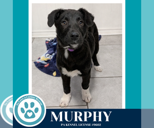 Labrador Retriever-Unknown Mix Dogs for adoption in Kimberton, PA, USA