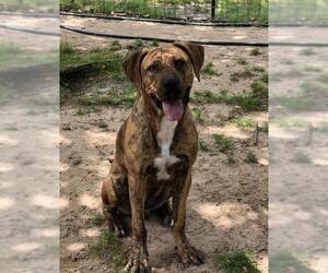 Plott Hound-Unknown Mix Dogs for adoption in Ben Wheeler, TX, USA