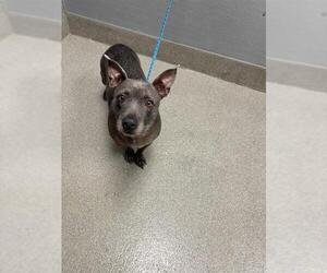 Mutt Dogs for adoption in Las Vegas, NV, USA