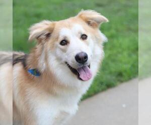 Siberian Husky-Unknown Mix Dogs for adoption in San Antonio, TX, USA