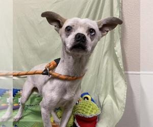 Chihuahua-Unknown Mix Dogs for adoption in Modesto, CA, USA