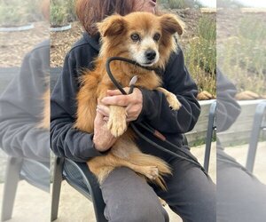 Pomeranian Dogs for adoption in  Ramona, CA, USA