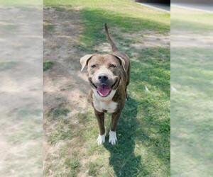 American Pit Bull Terrier-Unknown Mix Dogs for adoption in Riverside, CA, USA