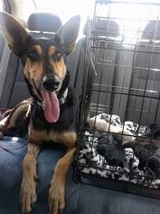 Doberman Pinscher Dogs for adoption in Canutillo, TX, USA