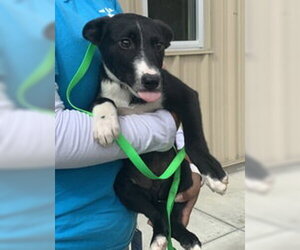 Mutt Dogs for adoption in Salinas, CA, USA